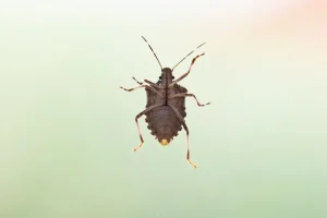 Alcohol isopropílico para chinches donde comprar